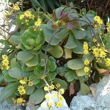 Aeonium glutinosum Madeira JLcoll.066   ÉPUISÉ - OUT of STOCK - AGOTADO